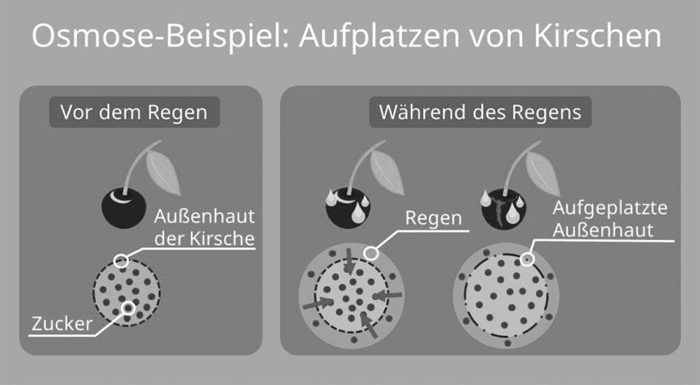 Das Osmose Prinzip am Beispiel der Kirsche